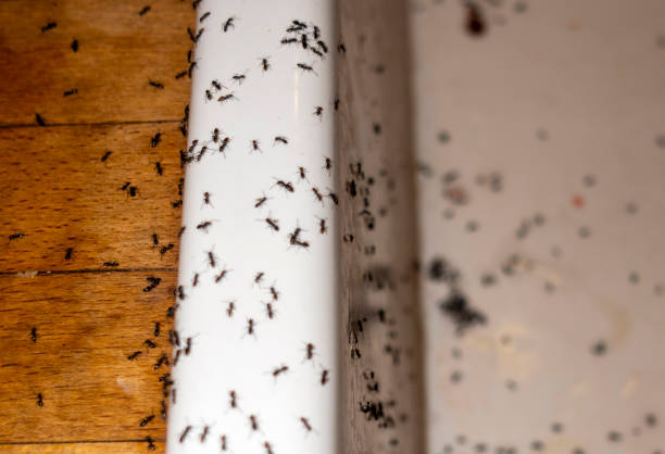 Best Pest Removal Services  in Mountain House, CA