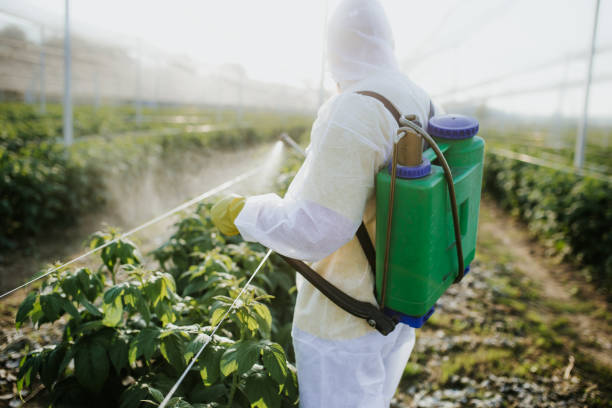 Professional Pest Control in Mountain House, CA